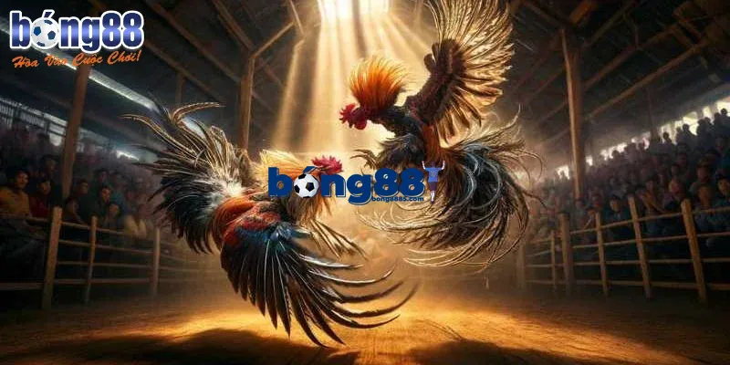 Giới thiệu sảnh Đá gà BONG88