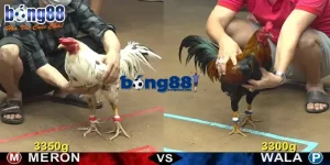 Kèo cược ngon ăn tại BONG88