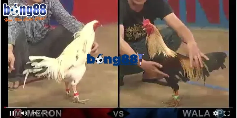 Theo dõi lịch sử đối đầu để lựa chọn cược chuẩn xác